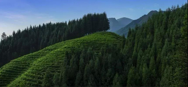 竹叶青峨眉高山绿茶基地