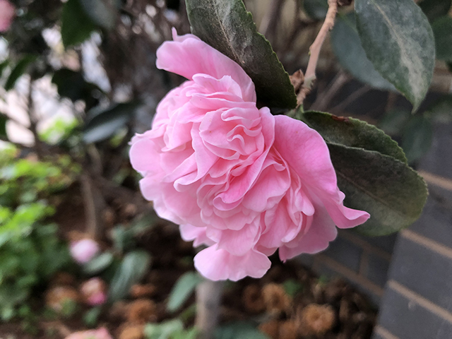滇茶 茶生活:改变生活的一杯茶「第12篇」