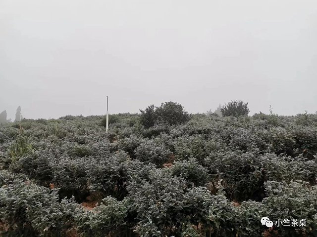 宝洪茶 殷小竺:“神秘”宝洪茶