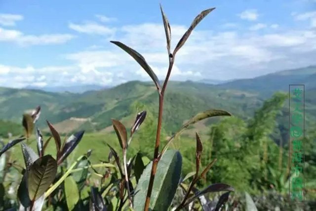 紫娟茶 茶者,为何紫者居上?