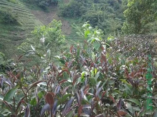 紫娟茶 茶者,为何紫者居上?