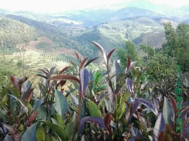 紫娟茶 茶者,为何紫者居上?
