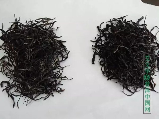 紫娟茶 茶者,为何紫者居上?