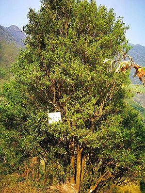 古墨千韵单株古茶树