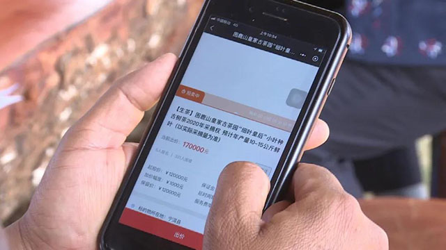 困鹿山细叶皇后采摘权拍出17万元高价