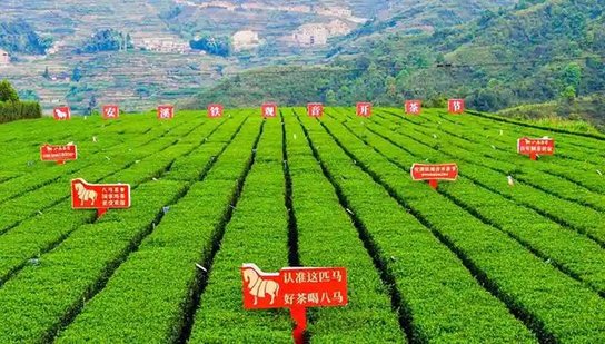 八马安溪生态茶园