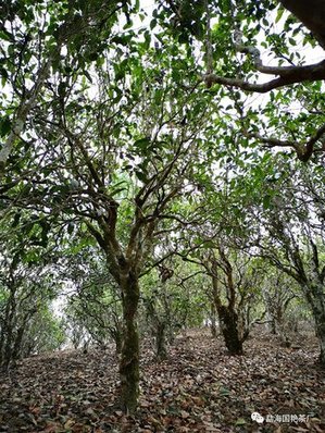 勐海国艳茶厂生肖饼鼠年大吉熟茶
