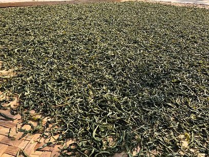 勐麻河晒青茶2020年4月14日制