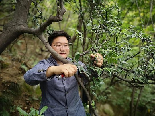 张伟 信阳茶文化发展现状、优势、问题及对策