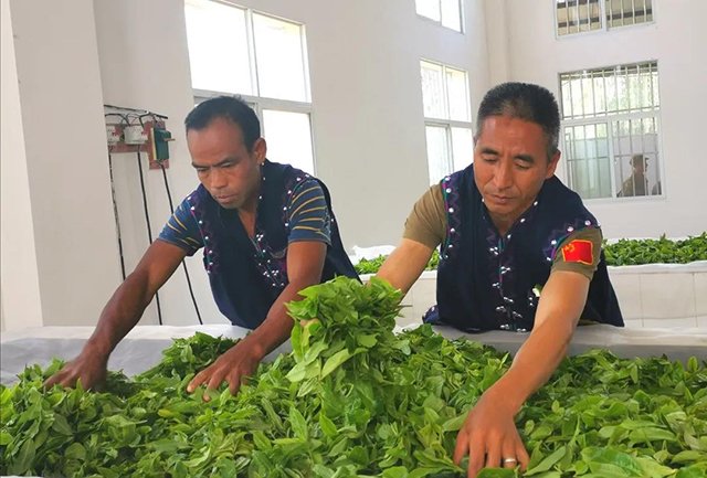 凤凰窝古树茶普洱茶