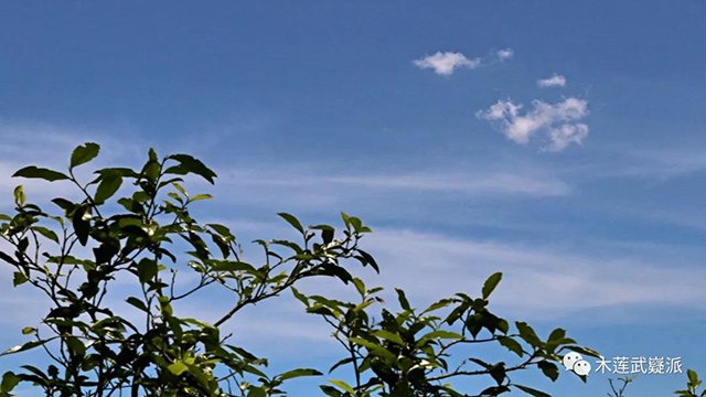 木莲茶业财神汤寿眉白茶