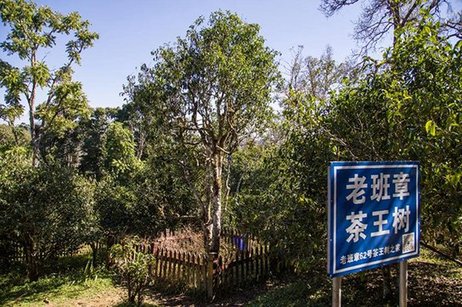 老班章 连收了3年的班章春料,都用在1款熟茶上,什么茶这么豪气?