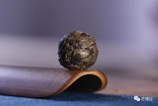 芒嘎拉古树黄金叶老爷子古树黄片