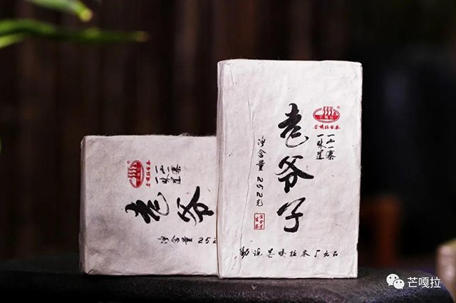芒嘎拉古树黄金叶老爷子古树黄片