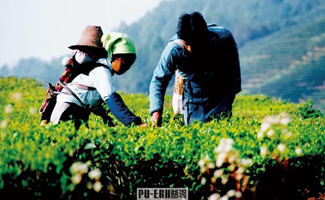 云南茶 普洱杂志:云南为什么出好茶?