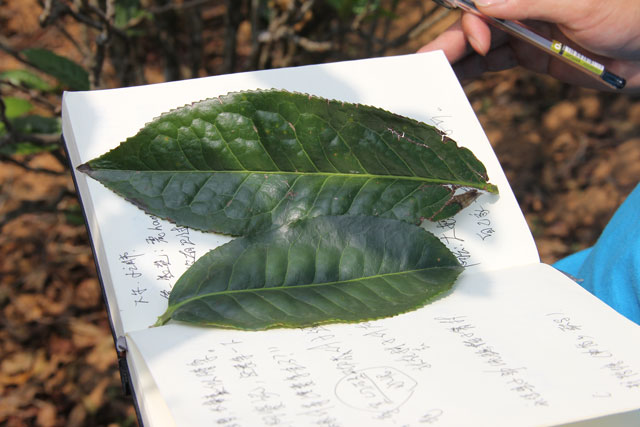 忙肺大叶茶