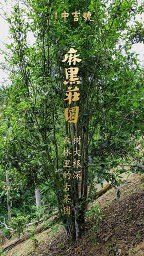 中吉号茶业麻黑庄园普洱茶
