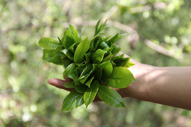 勐麻河单株鲜叶茶山拍摄
