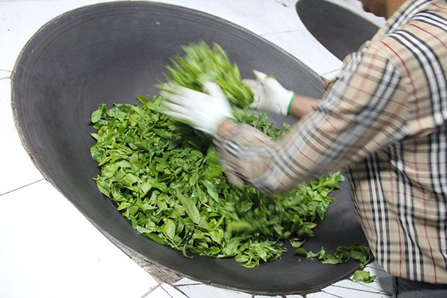 勐麻河单株鲜叶杀青茶山拍摄