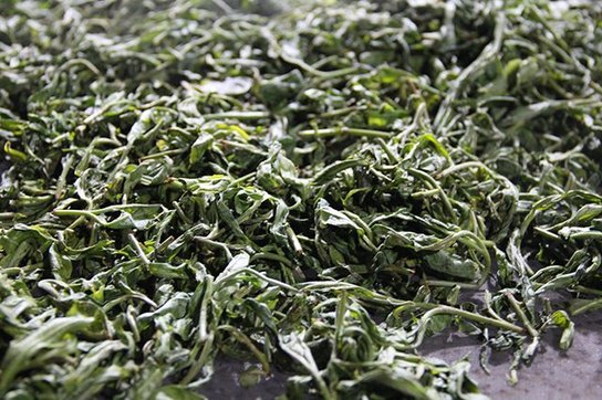 勐麻河单株茶条揉捻茶山拍摄