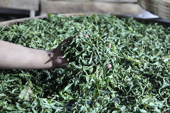勐麻河单株茶条揉捻茶山拍摄