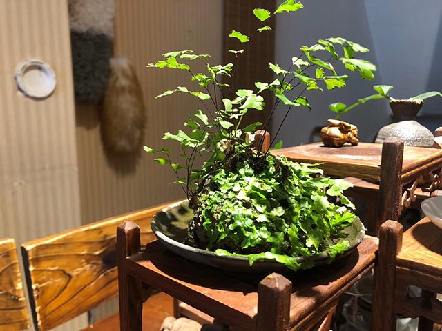 盆景 茶语艾说:武夷岩茶52.8万一公斤?!