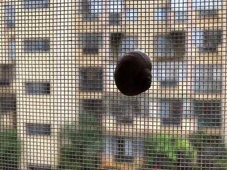 蜗牛 茶语艾说:武夷岩茶52.8万一公斤?!