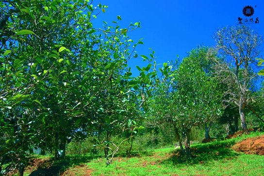 2020年智德鸿昌首批曼岗石生有机茶