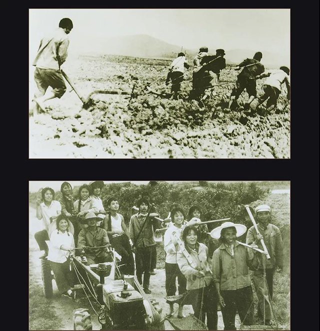 八角亭易武茶王树普洱茶