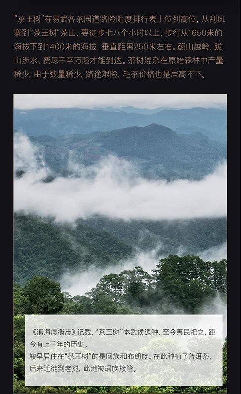 八角亭易武茶王树普洱茶