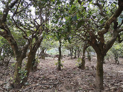宝瑞廷不负韶华磨烈原料基地