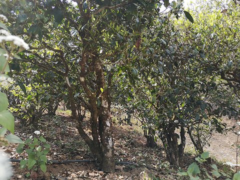 宝瑞廷不负韶华磨烈原料基地