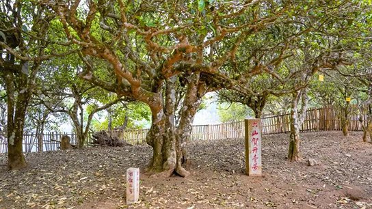 贺开壹号