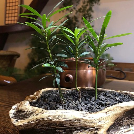 艾文华茶生活