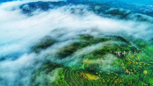 福建省安溪德峰茶业有限公司