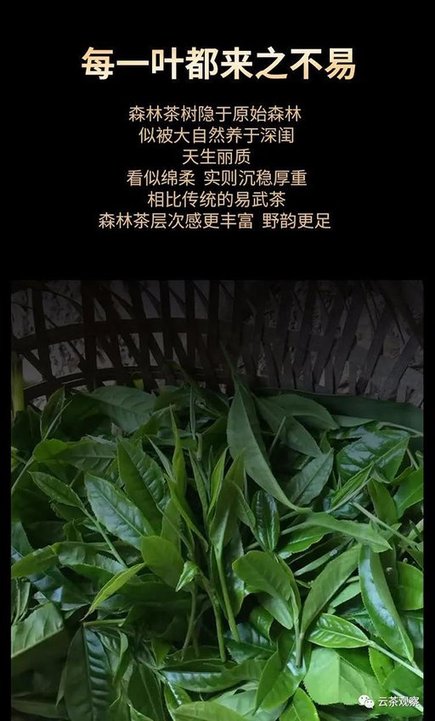 倚邦国有林森林茶2019年古树春茶生茶