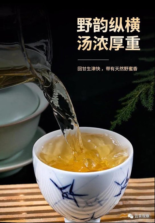 倚邦国有林森林茶2019年古树春茶生茶