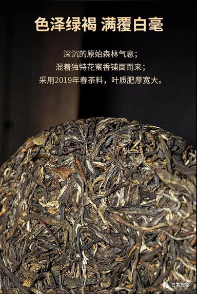 倚邦国有林森林茶2019年古树春茶生茶