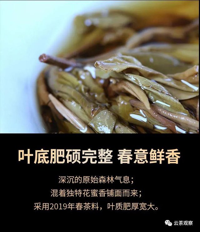 倚邦国有林森林茶2019年古树春茶生茶