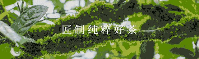 津乔普洱茶
