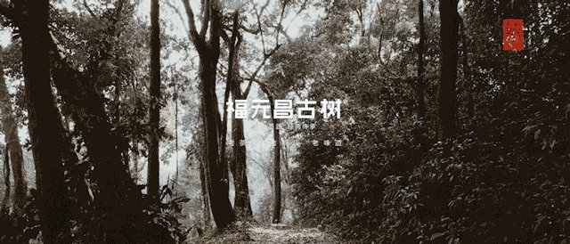 福元昌2021年春茶预售