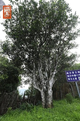 福元昌2021年春茶季古树茶王地系列开启预售