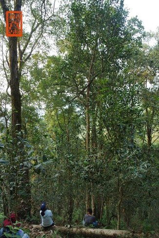 福元昌2021年春茶季古树茶王地系列开启预售