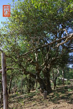 福元昌2021年春茶季古树茶王地系列开启预售