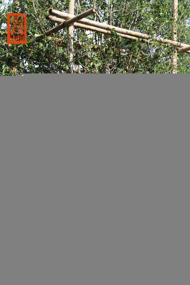 福元昌2021年春茶季古树茶王地系列开启预售