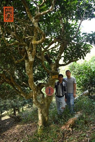 福元昌2021年春茶季古树茶王地系列开启预售