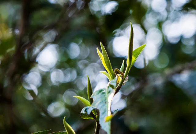 第四届龙润茶节暨皇家贡茶探源之旅