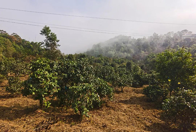 第四届龙润茶节暨皇家贡茶探源之旅