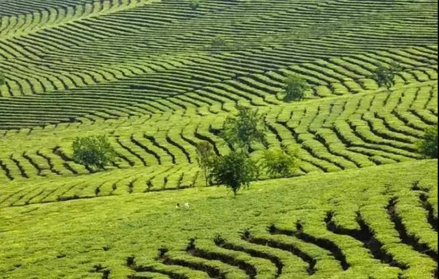第四届龙润茶节暨皇家贡茶探源之旅