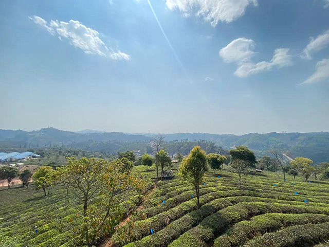 第四届龙润茶节暨皇家贡茶探源之旅